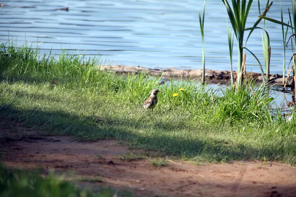 Frühlingslandschaft Ein Rebhuhn Auf Einem Teich Heller Sonniger Tag — Stockfoto