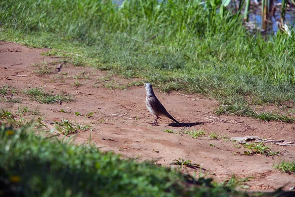 Voorjaar Landschap Een Patrijs Een Vijver Heldere Zonnige Dag — Stockfoto