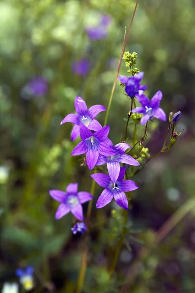 Primer Plano Hermosas Flores Silvestres Púrpuras Suaves Sobre Fondo Hierba — Foto de Stock