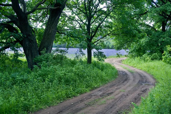 Yazın Meşe Koruluğunun Ortasındaki Çayırlarda Toprak Yol — Stok fotoğraf