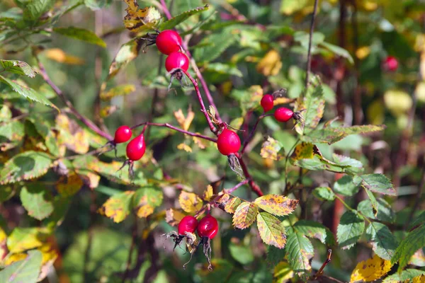 Macro Bright Ripe Red Rosehip Berries Branch Background Yellow Foliage — Stock Photo, Image