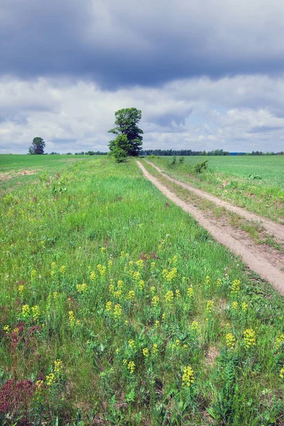 Beautiful Summer Landscape Green Field Road Leading Horizon Beautiful Clouds — Stock Photo, Image