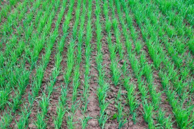 Güneşli bir yaz gününde, bir tarlada taze buğday filizlerinin yakın çekimi.