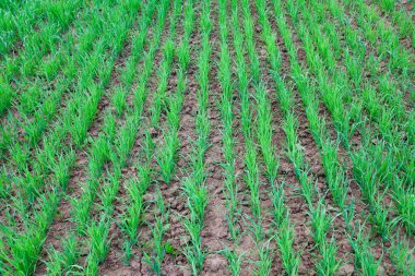 Güneşli bir yaz gününde, bir tarlada taze buğday filizlerinin yakın çekimi.