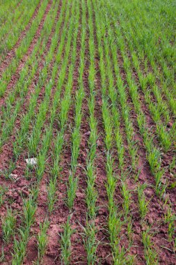 Güneşli bir yaz gününde, bir tarlada taze buğday filizlerinin yakın çekimi.