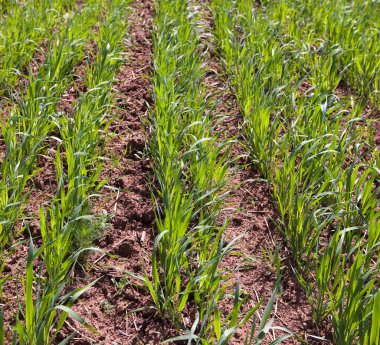 Güneşli bir yaz gününde, bir tarlada taze buğday filizlerinin yakın çekimi.