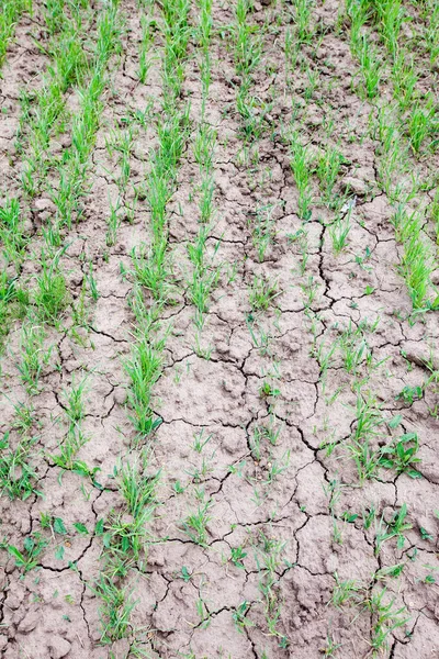 Close Brotos Jovens Trigo Campo Dia Ensolarado Verão — Fotografia de Stock