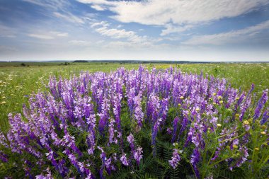 Güneşli bir günde kır çiçeklerinin olduğu bir arazide güzel bir bahar manzarası.