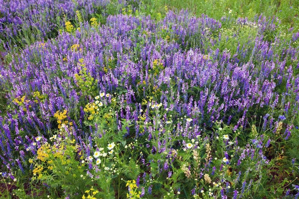 Krásná Jarní Krajina Poli Divokých Květin Slunečného Dne — Stock fotografie