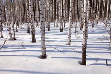 Güneşli bir günde, beyaz huş ağaçları ve gölgelerden oluşan bir korulukta kışın ince gövdesi olur.