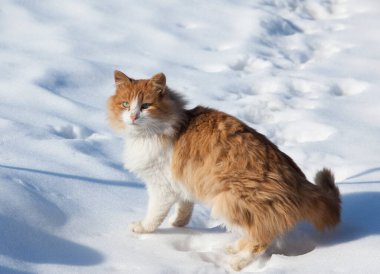 Güneşli bir kış gününde, beyaz göğüslü, tüylü, kızıl bir kedinin yakın çekimi.