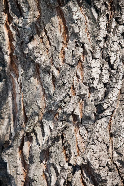 Macrotexture Superficie Corteccia Albero Marrone Alla Luce Del Sole — Foto Stock