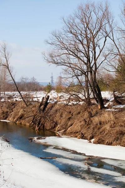 Sahilde yaprakları olmayan manzaralı nehir ağaçları ve güneşli bir baharın erken saatlerinde eriyen kar ve buzlar.