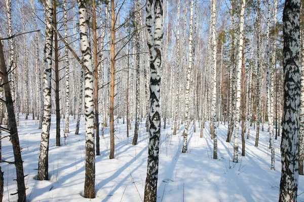 Árboles Paisaje Invierno Parque Hermosas Sombras Nieve Día Soleado Brillante —  Fotos de Stock