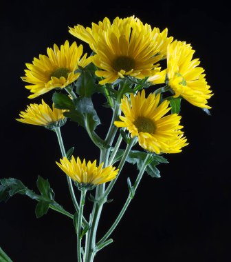 Makro güzel çiçek sarı kasımpatı siyah arka plan stüdyosunda