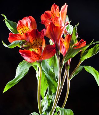 siyah arkaplan stüdyosunda güzel kırmızı Alstroemeria
