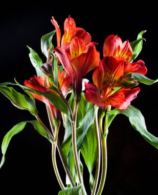 siyah arkaplan stüdyosunda güzel kırmızı Alstroemeria
