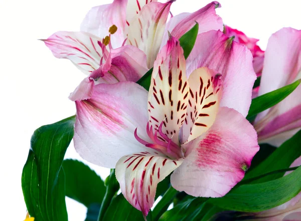 Macro Fleur Belle Alstroemeria Rose Sur Fond Blanc Studio — Photo