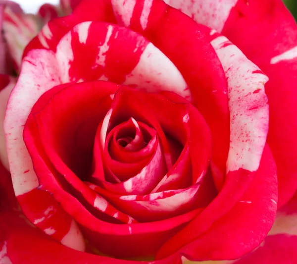 Makro Eine Schöne Rot Weiße Rose Auf Weißem Hintergrund Studio — Stockfoto