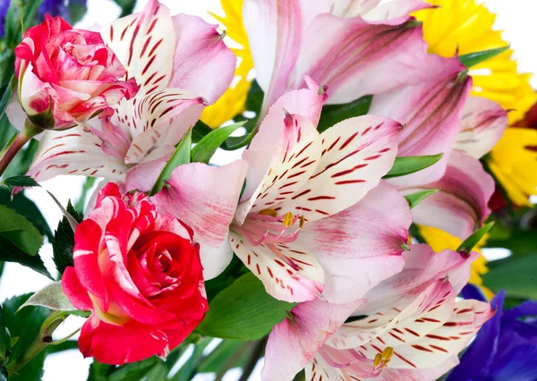Macro Beautiful Colorful Bouquet Flowers White Background Studio — Stock Photo, Image