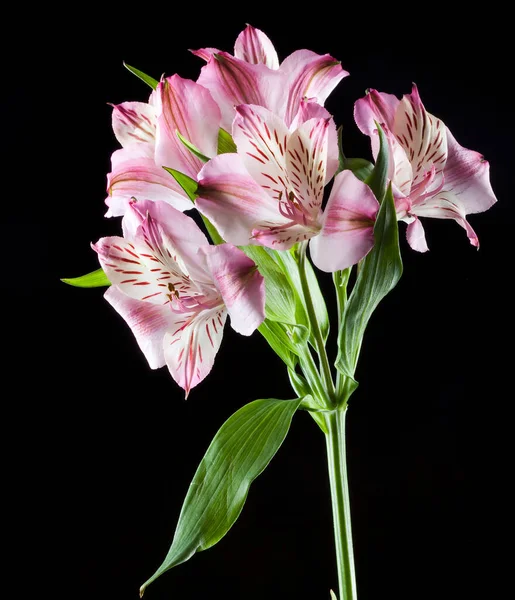 Macro Flor Hermosa Alstroemeria Rosa Estudio Fondo Negro — Foto de Stock
