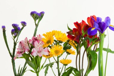 Beyaz arka plan stüdyosundaki güzel renkli çiçeklerin yakın çekimi