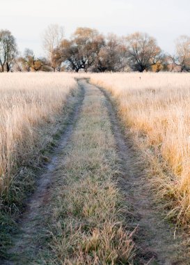 Manzaralı sonbahar meşe koruluğu, sararmış yapraklar, soğuk bir sabahta çimlerin üzerinde don.