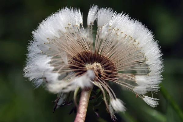 夏に緑の草を背景に白いふわふわのタンポポが1つ — ストック写真