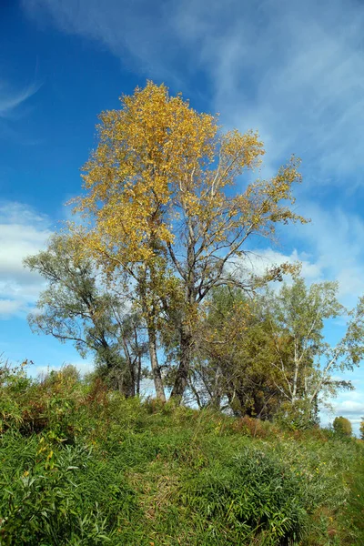 Paisaje Otoñal Escénico Tranquilo Río Árboles Amarillo Verdes Orilla Nubes —  Fotos de Stock