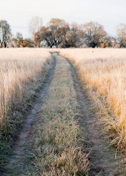 Manzaralı sonbahar meşe koruluğu, sararmış yapraklar, soğuk bir sabahta çimlerin üzerinde don.