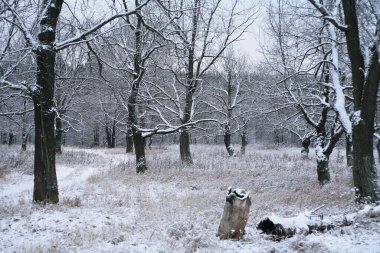 Kış manzarası, ormanın yakınındaki ilk kar bulutlu bir günde.