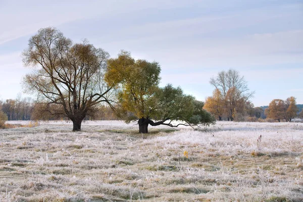 Scenic Autumn Landscape Oak Grove Yellowed Leaves Frost Grass Cold — Stock Photo, Image