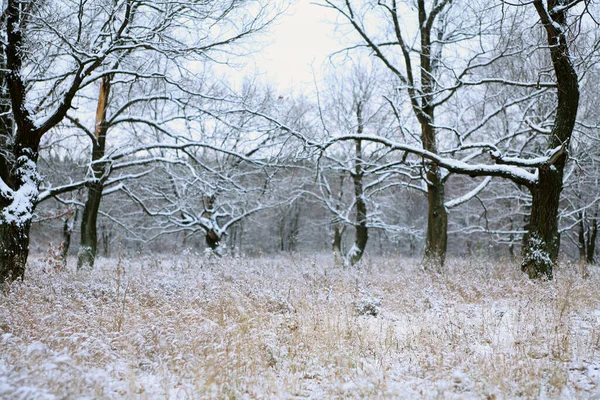 Paisagem Inverno Primeira Neve Campo Perto Floresta Dia Nublado — Fotografia de Stock