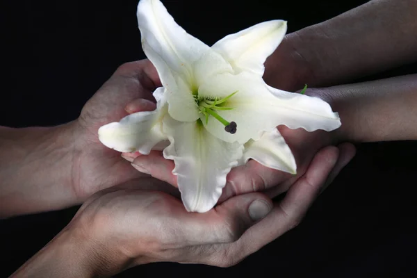 Primo Piano Delicato Giglio Bianco Nelle Mani Sullo Sfondo Del — Foto Stock