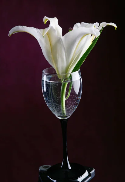 Close Délicate Fleur Lis Blanc Dans Verre Eau Sur Fond — Photo