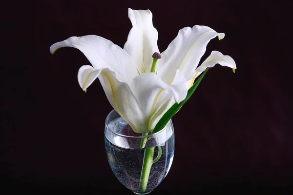 Close Délicate Fleur Lis Blanc Dans Verre Eau Sur Fond — Photo