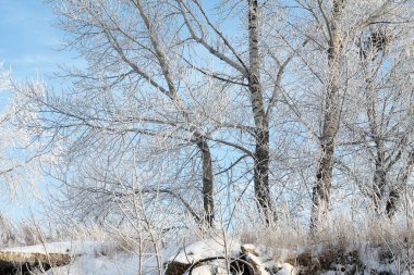 Muhteşem kış manzarası, ağaçların üzerindeki yumuşacık don ve nehir kıyısındaki çimenler, hafif bir sis içinde.