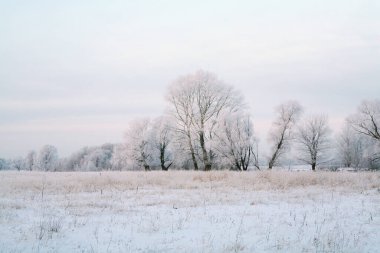 Günbatımında nehrin kıyısında meşe ve kuru otların kış manzarası