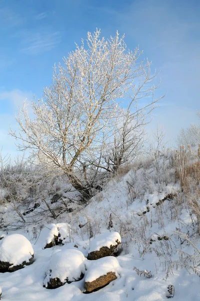 Fabuloso Paisaje Invierno Escarcha Esponjosa Los Árboles Hierba Orilla Del — Foto de Stock