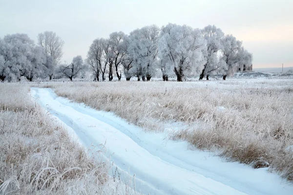Зимний Пейзаж Заснеженная Грунтовая Дорога Возле Дубовой Рощи Облачный День — стоковое фото
