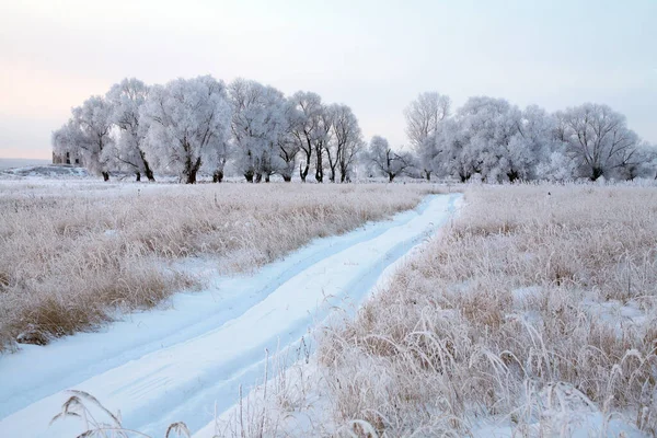Zimní Krajina Zasněžená Polní Cesta Blízkosti Dubového Háje Oblačného Dne — Stock fotografie