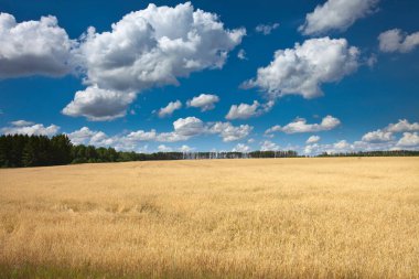 Yaz manzarası güneşli bir günde açık mavi gökyüzünde güzel beyaz bulutlar.