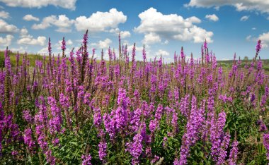 Güzel yaz manzarası muhteşem mor yabani çiçekler ve güneşli bir günde beyaz bulutlu parlak mavi gökyüzü.