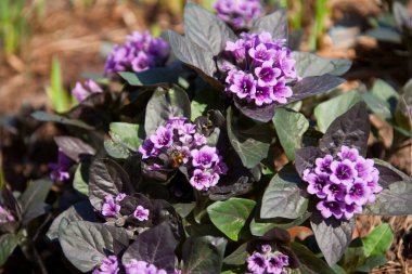 bahçedeki yeşil yaprakların arka planında güzel bahar mor çiçekleri