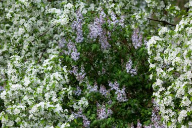 Çiçek açan elma ve leylak dallarının yakın çekimi güneşli bir bahar günü