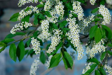 Güneşli bir günde ilkbahar bahçesinde kuşların açtığı kiraz dallarının izole edilmiş hali.