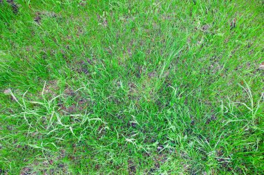 makro izole edilmiş genç yeşil çimenler güneş ışığında