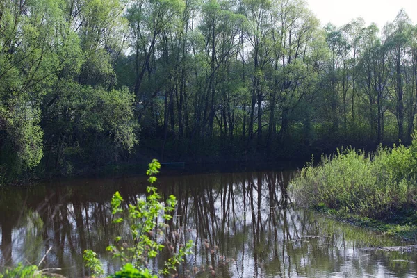 Vår Landskap Ömma Unga Blad Träden Stranden Lugn Flod Och — Stockfoto