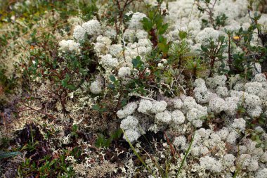 Yazın doğu Sayan dağlarında kayalıklardaki makro yosun.