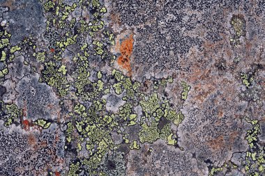 Sayan Dağları 'ndaki kayalıklarda ve yeşil çimlerde güzel renkli yosunlar.